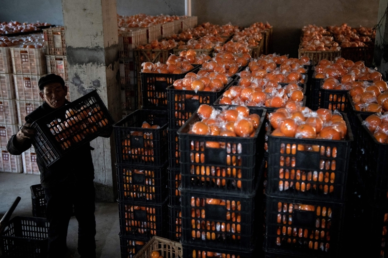 2017年正式脱贫的71岁农民米家芝今年1月受访时在湖南保靖的家中搬运橘子，他对这些年过上好日子感到很满意。（图：法新社）　

