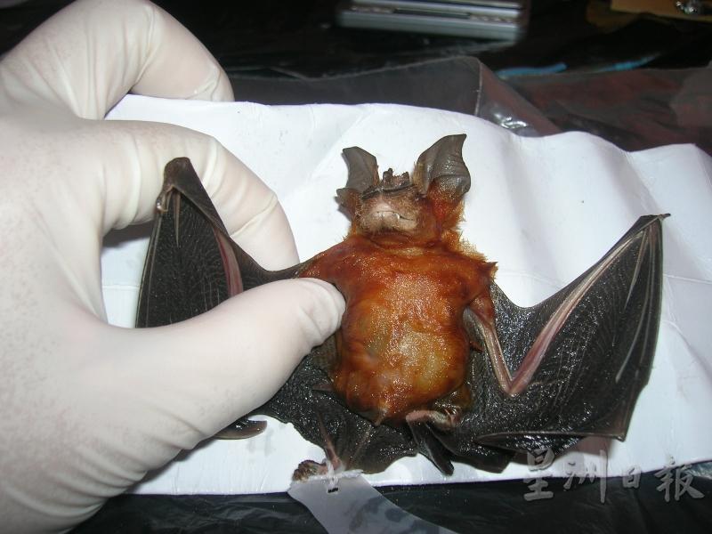 温迦量研究蝙蝠呼肠孤病毒，在野生动物保护局的协助下采集血液等样本做化验。（受访者提供照片）