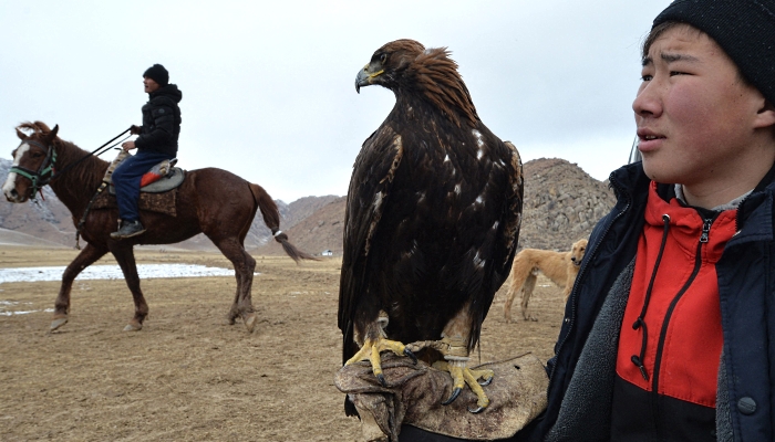 A golden eagle catches a stuffed jackal during the "Salburun" hunting festival in the village of Tuura-Suu near Issyk-Kule lake, some 280km from Bishkek, Kyrgyzstan. AFP