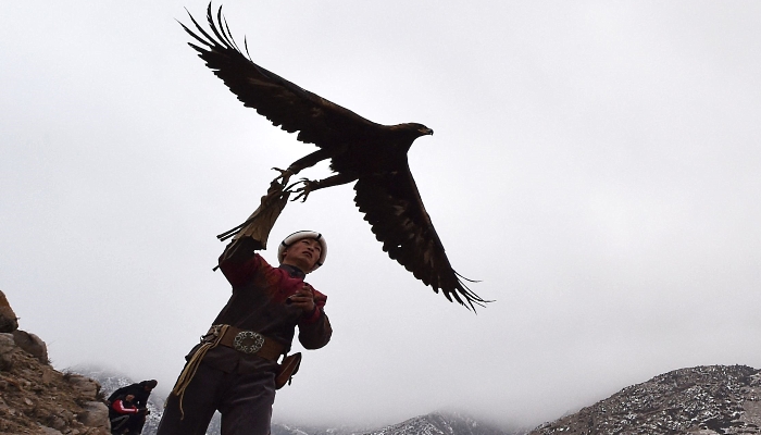 A Kyrgyz berkutchi (eagle hunter) launches his bird, a golden eagle, during the 