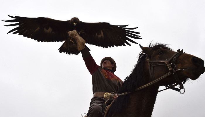 A Kyrgyz berkutchi (eagle hunter) launches his bird, a golden eagle, during the 