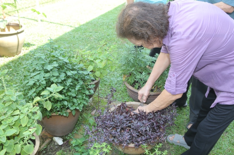 除了蔬果，陈锦标夫妇也在小菜园里栽种各种可用药及入菜的植物。