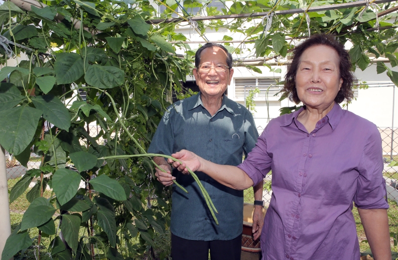 在陈锦标夫妇的细心灌溉下，小菜园里的长豆长得肥美。