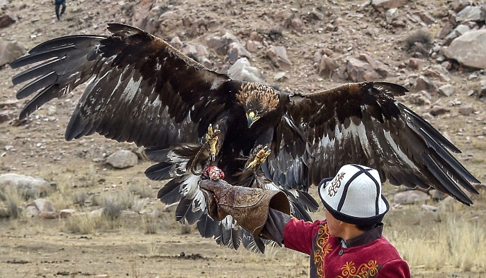 A golden eagle catches a stuffed jackal during the "Salburun" hunting festival in the village of Tuura-Suu near Issyk-Kule lake, some 280km from Bishkek, Kyrgyzstan. AFP
