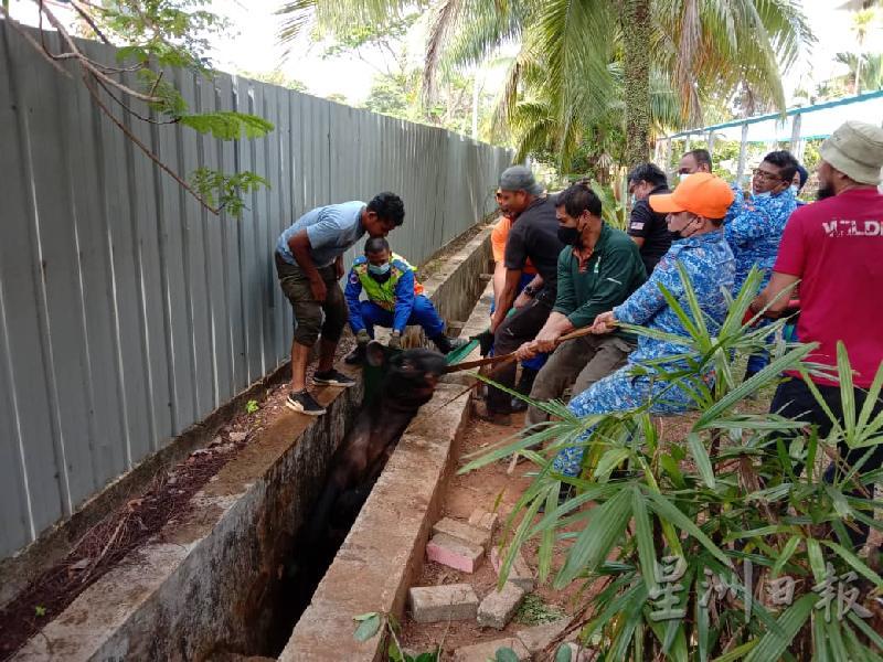 民防局与野生动物保护局人员发挥团结力量，几经辛苦，终于将马来貘救出。