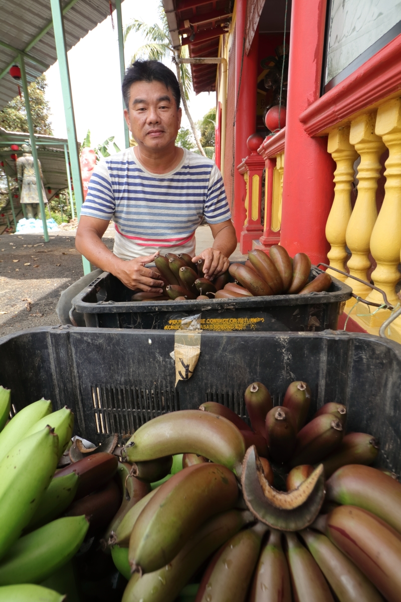 关丹太上老君庙也有种植红皮香蕉，其果园同样开放参观。