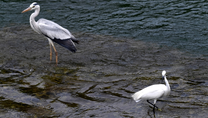 A grey heron and an egret look for fish at Pasir Ris Park in Singapore. AFP
