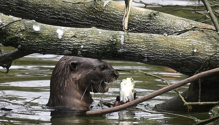 A smooth-coated otter feeds on fish at Pasir Ris Park in Singapore. AFP
