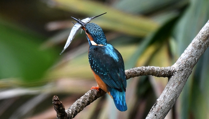 A common kingfisher feeds on fish at Pasir Ris Park in Singapore. AFP