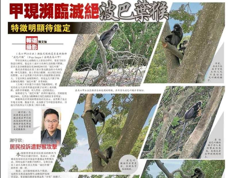 本报日前报道甲州出现疑似濒临绝种的“波巴叶猴”,经甲野生动物保护局证实是“郁乌叶猴”。