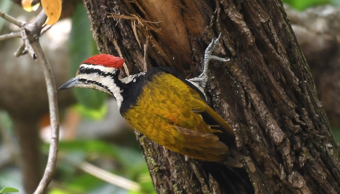 A common flameback woodpecker looks for insects at Pasir Ris Park in Singapore. AFP