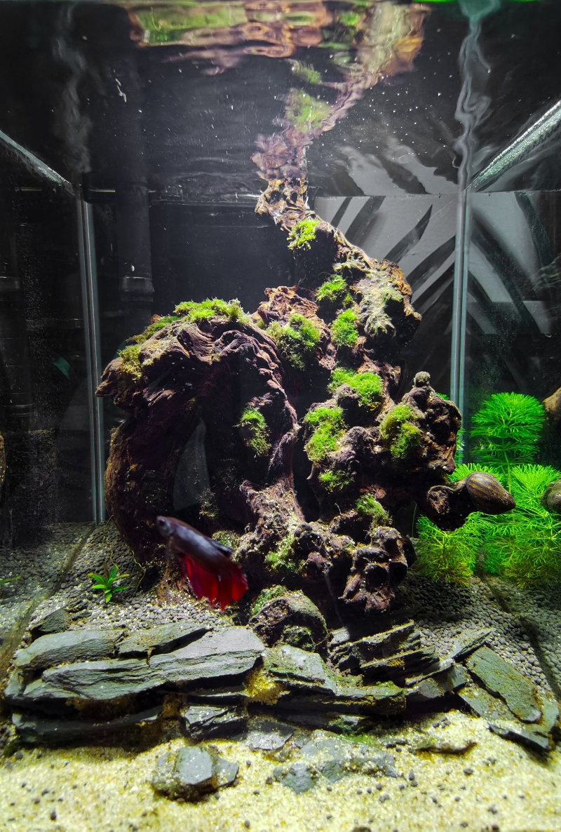 以黑檀木为主体，配合毬藻组成的鱼缸造景。

