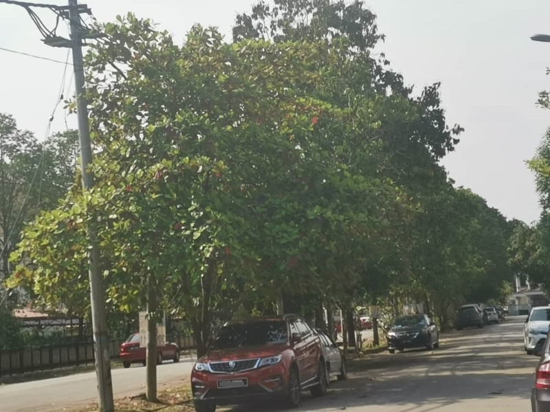 进入住宅区道路旁的大树也面对久未修砍的问题，有待市议会进一步安排修剪。