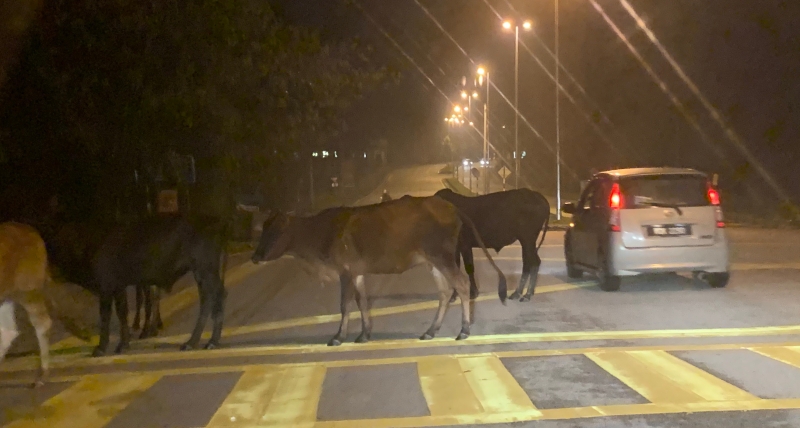 为了避免发生意外，往来车辆都会停下，让道予牛群。