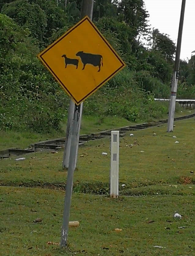兴楼的一些甘榜路段，有牛和羊群出没，请小心驾驶。（蔡常伟提供）