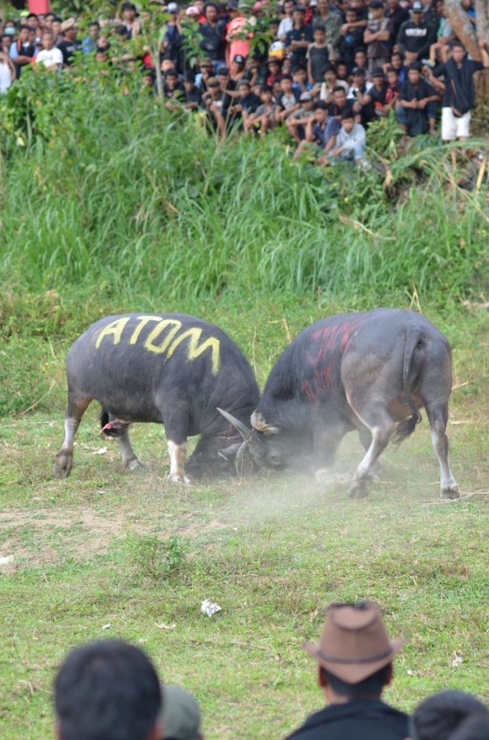 在印尼观赏民间斗牛，充满刺激，牛儿随时会冲向观众。（梁慧芳提供）