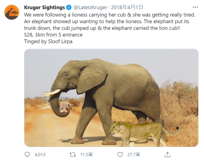 有关大象用长鼻子搂住幼狮的“本世纪最美照片”，其实是南非克鲁格国家公园在2018年愚人节开的玩笑。


