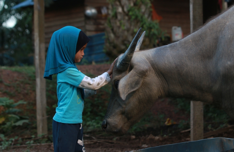 2019年9月，关丹乐巴垦殖区5岁巫裔女童与小水牛一同长大，成为了好朋友，每天骑乘在水牛背上玩，各媒体与摄影爱好者蜂拥采访与拍照。（谭志荣提供）