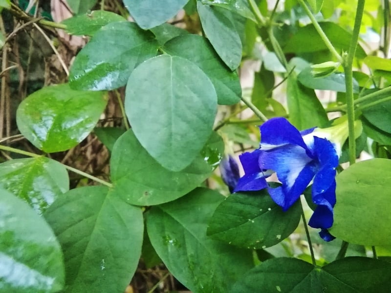 蝶豆花长年开花,惟最怕雨季。东北季候风下的蓝花凋零。
