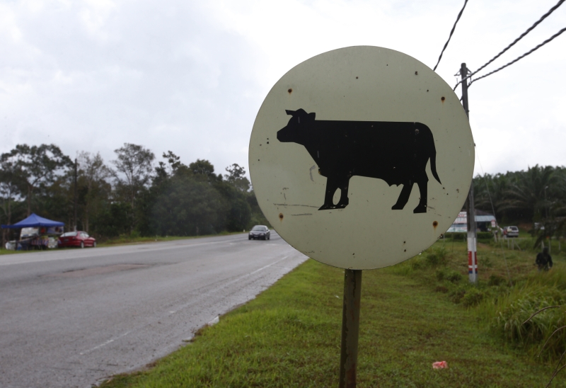 注意了！这里有牛出没！这个“牛出没”的路牌位于哥打丁宜。