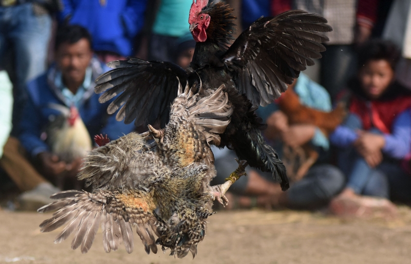 斗鸡虽然在印度被禁止，但该比赛在民间依然流行。（图：法新社）