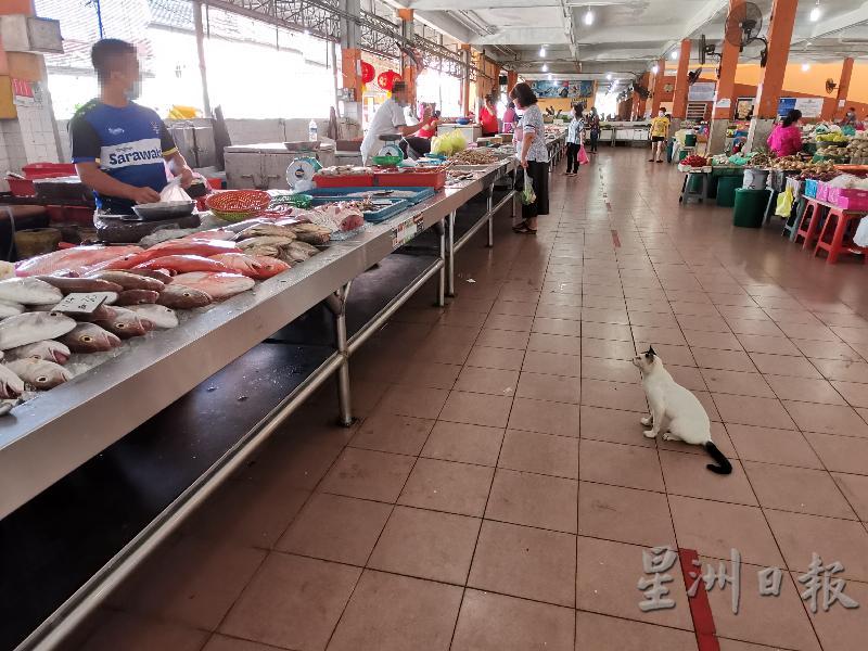 猫咪乖巧地蹲坐在红线区外盯着摊位上的鲜鱼，渔贩们戏称它比人类更懂得遵守人身距离。
