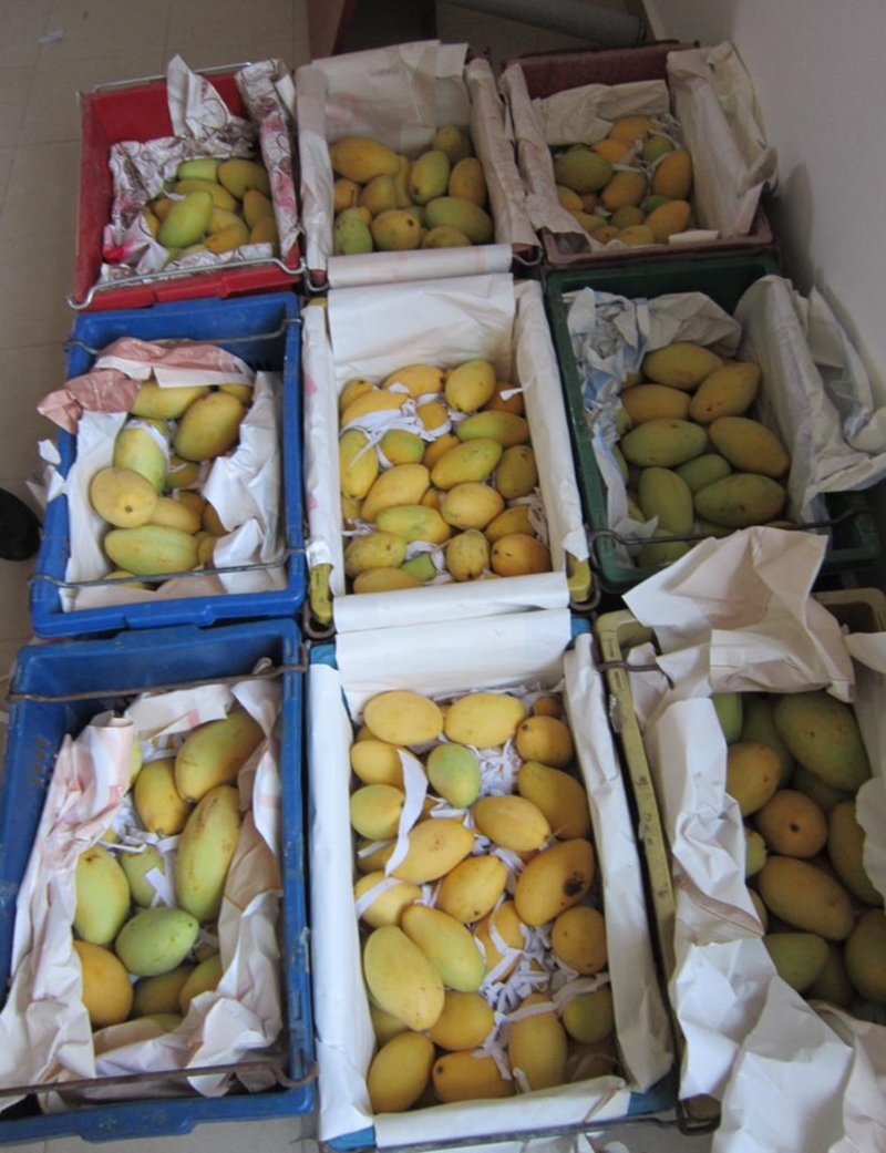 非法入境的300公斤芒果，总值795令吉。