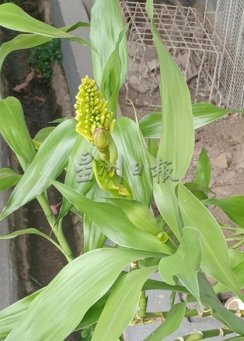 观音竹放在水缸内多天后,栽植多年的观音竹突然长出一颗花。