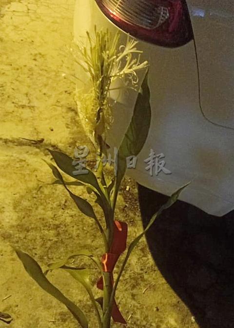 开花后的观音竹在晚间发出香味,并且吸引老村民慕名而来欣赏观音竹开花的情景。
