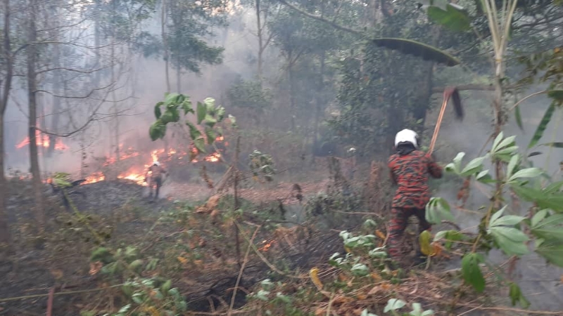 大火往热带雨林深处蔓延，迫使消拯员“就地取材”，以树枝用力拍打火头，用最原始的方式灭火。