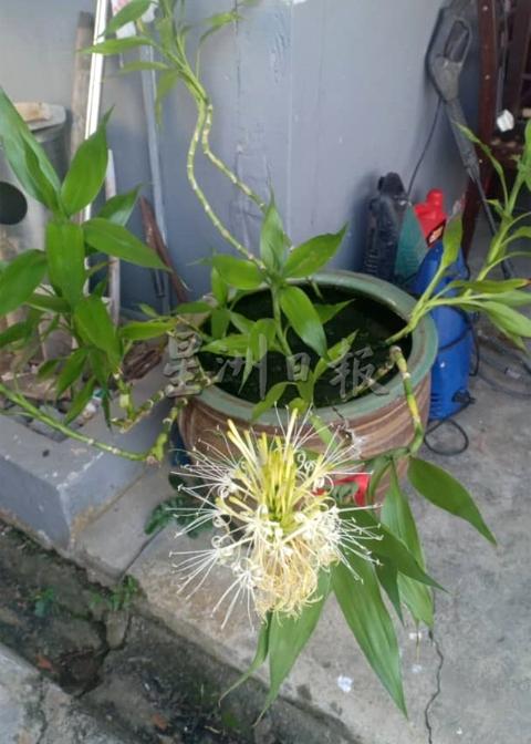 原本放在观音神像旁的观音竹在早前被放在水缸中种植后,突然开花。