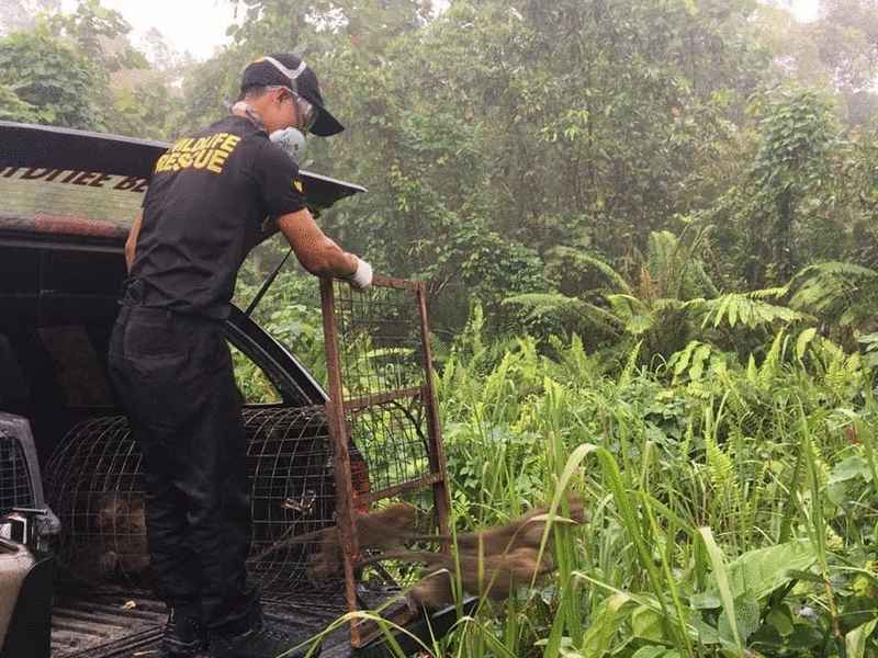 野生动物拯救人员将猕猴释放回森林。