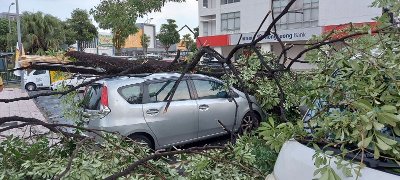 树木不起强风雨袭击而倒下，压中其中一辆轿车车顶。

