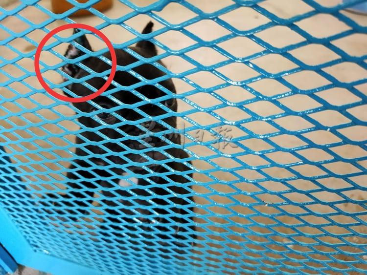 幼犬耳朵有明显的伤口,相信是为了迎合宠物市场需求而对它施行残忍的切割手术。 幼犬耳朵有明显的伤口,相信是为了迎合宠物市场需求而对它施行残忍的切割手术。