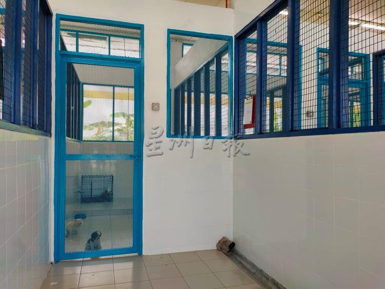 当局在霹雳州起获23只名种幼犬,案件在调查之时暂留在检疫站。 当局在霹雳州起获23只名种幼犬,案件在调查之时暂留在检疫站。