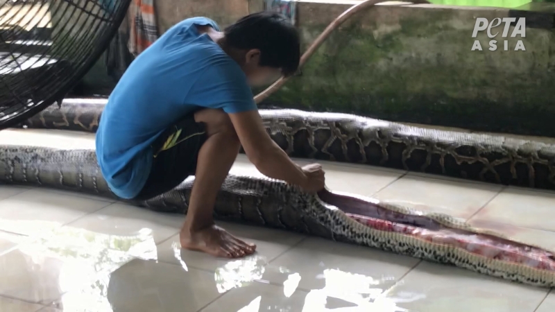 PETA善待动物组织发布一则最新暗访调查影片，调查员卧底深入越南一个蛇皮供货商的养殖场，拍摄到了这个为全球皮革产业提供珍异蛇皮的养殖场幕后种种令人毛骨悚然的虐待动物行为，包括将气体注入蛇的体内，以致蛇在窒息中缓慢死去。