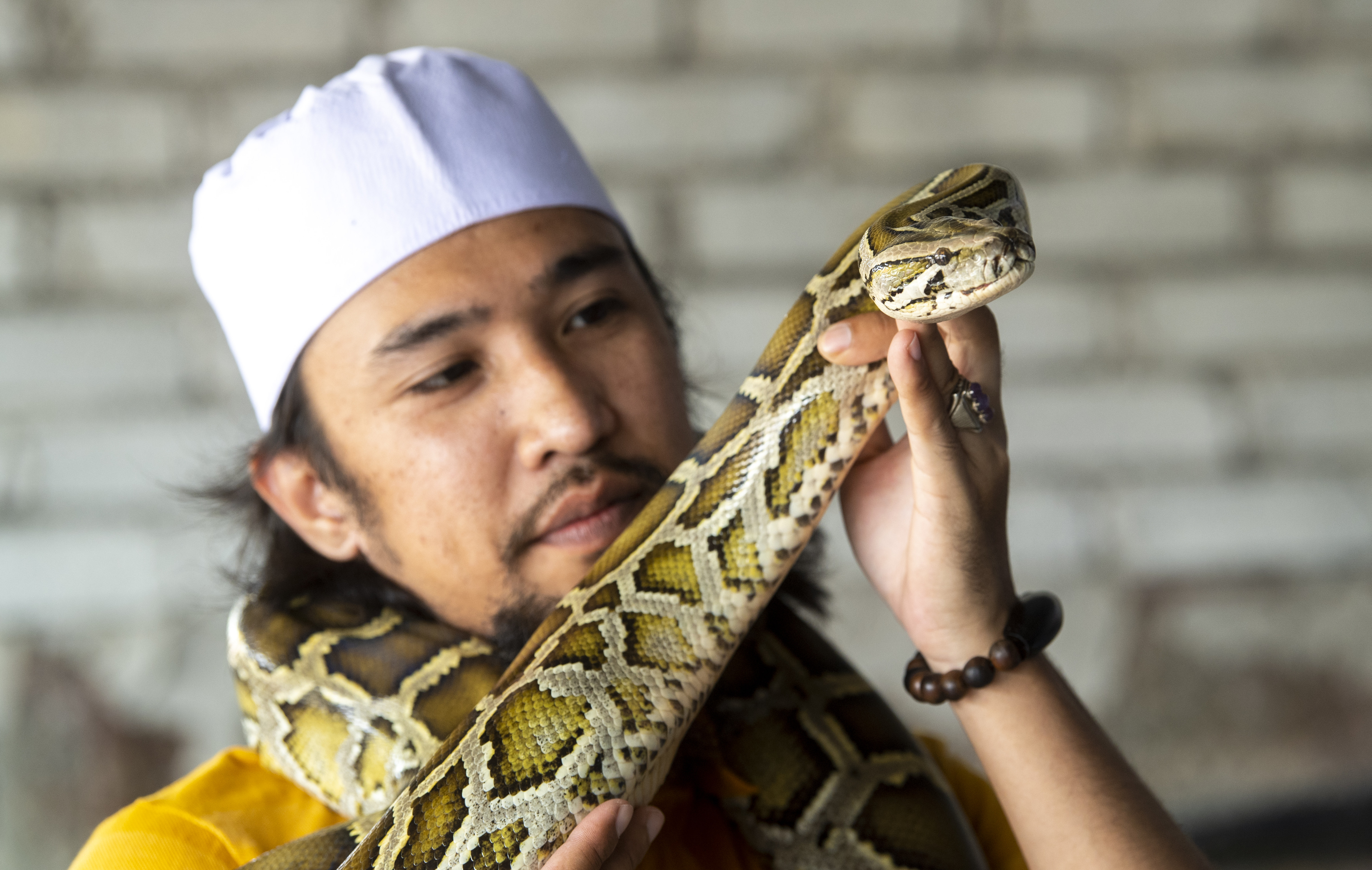 莫哈末赛夫拉奥马锺情于多种缅甸蟒。