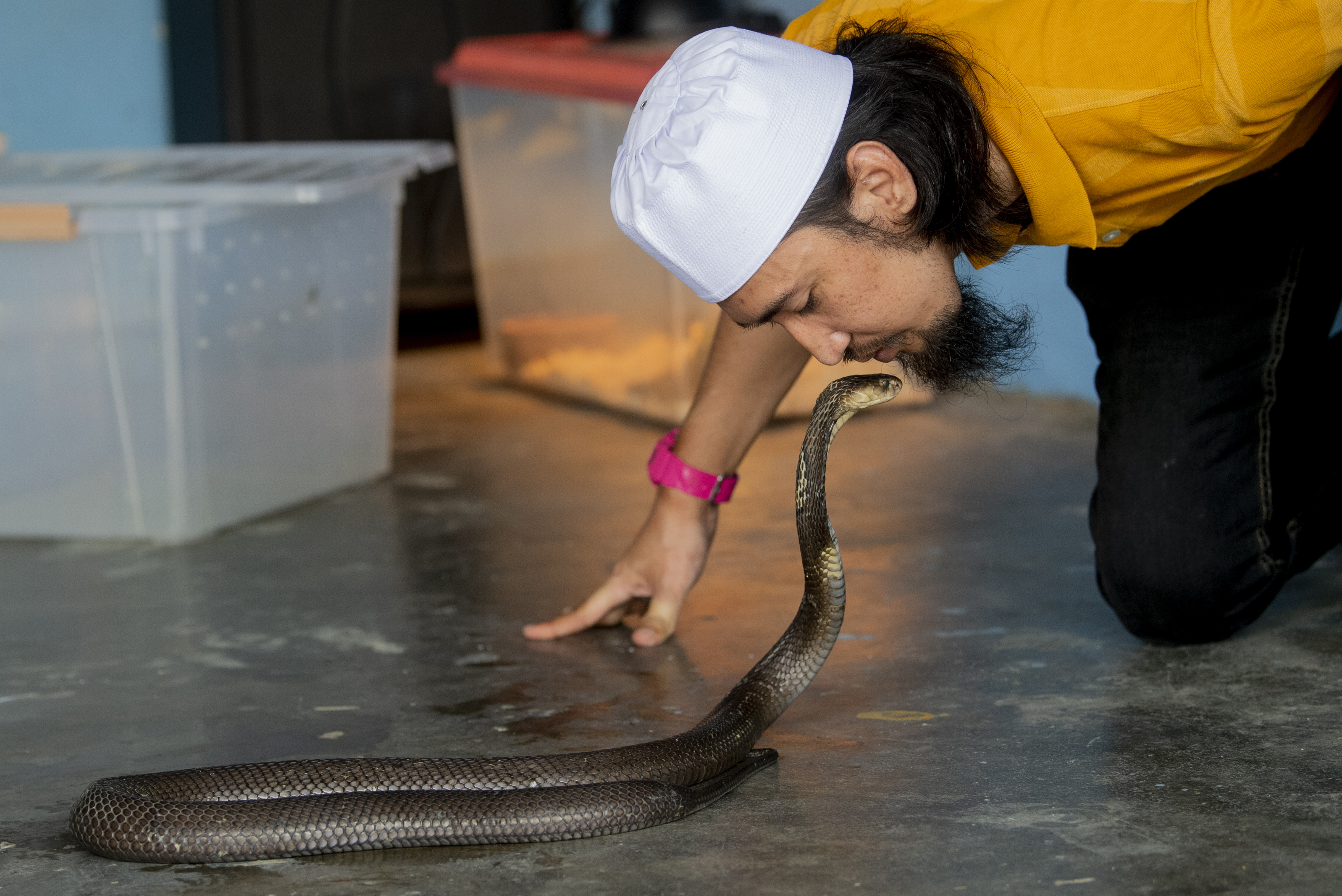 莫哈末赛夫拉奥马拥有9年的驯蛇经验，图为他在把玩眼镜蛇。