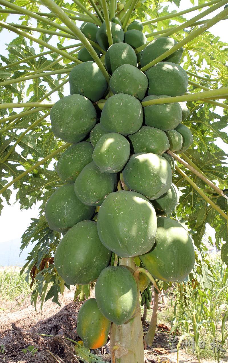 红妃木瓜的产量高，果实大，一棵木瓜树长满了密密麻麻的果实，而且长年都生果。

