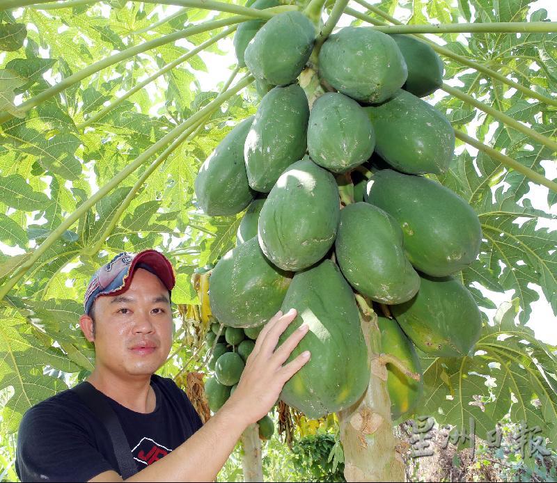 陈子云种植红妃木瓜约3年，过程中他不断摸索和研究木瓜的特性和种植技术。

