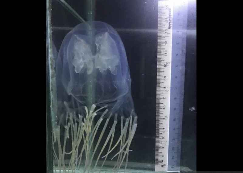 箱型水母有可能在未来数月在沙巴及纳闽海域大量繁殖。 箱型水母有可能在未来数月在沙巴及纳闽海域大量繁殖。