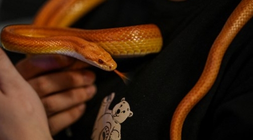 A snake tongue flicking while being held by Reptile Cafe owner Wang Liqun in Shanghai. AFP