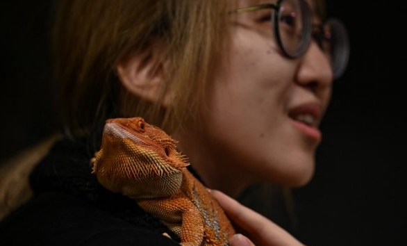 A customer with a bearded dragon on her shoulder at a reptile coffee shop in Shanghai. AFP