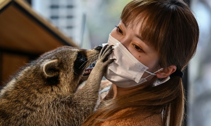 A raccoon interacting with Raccoon Cafe owner Cheng Chen in Shanghai. AFP