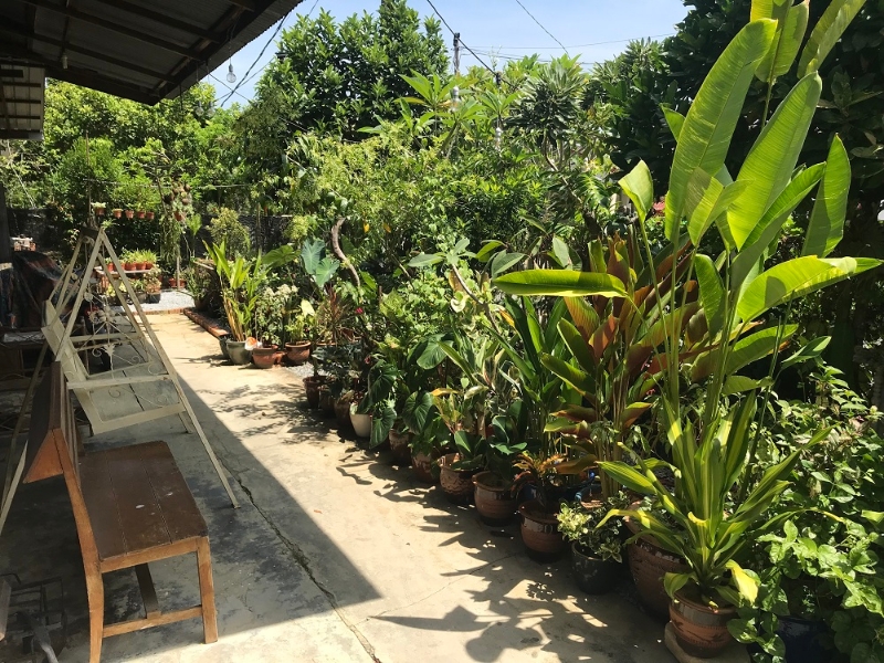 容县七号园圃开阔的布局，让每一棵植物都能被温暖的阳光捕捉到。