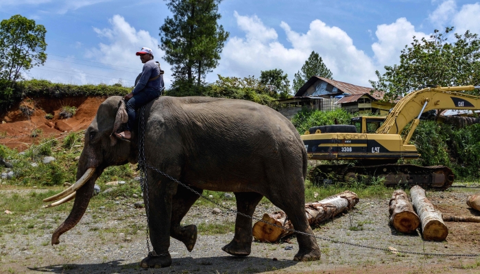 A Sumatran elephant and its mahout walk past an excavator and logs during a ranger patrol in Bener Meriah, Aceh province. AFP