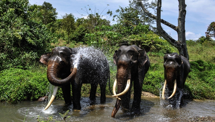 Sumatran elephants bathe during a ranger patrol at a forest in Bener Meriah, Aceh province. AFP