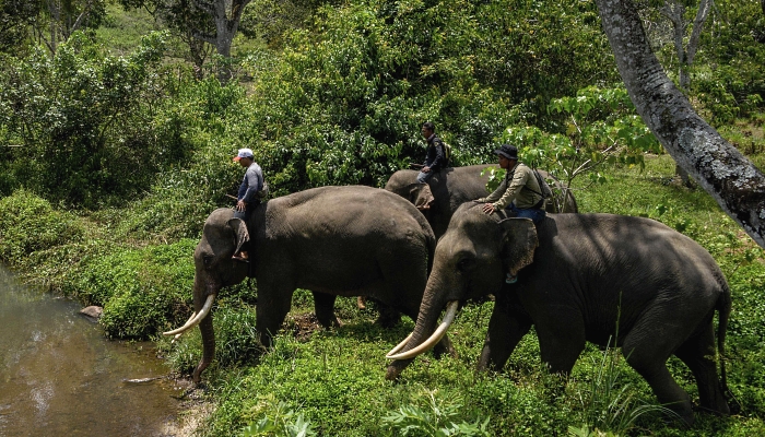 Mahouts ride on Sumatran elephants during a ranger patrol at a forest in Bener Meriah, Aceh province. AFP