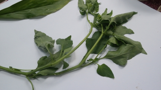 Taok Merantik 适合作为蔬菜料理的植物，口感与菠菜相似，大量生长在空旷土地上，很容易在森林寻获。