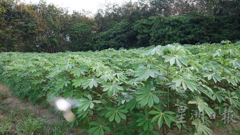魏华南种了大半生的木薯，图为其位于利民加地的木薯芭。
